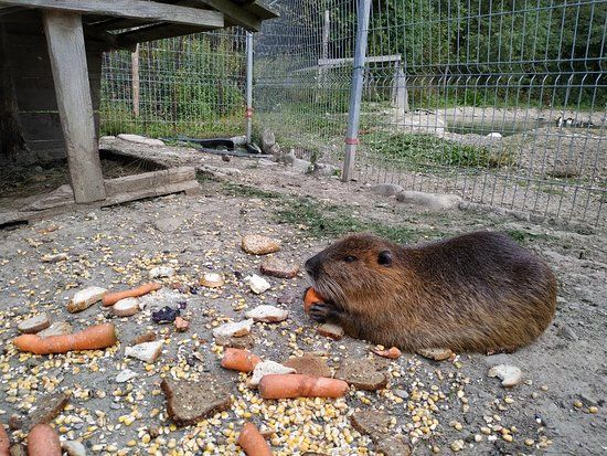 Mini ZOO Leśny Zwierzyniec